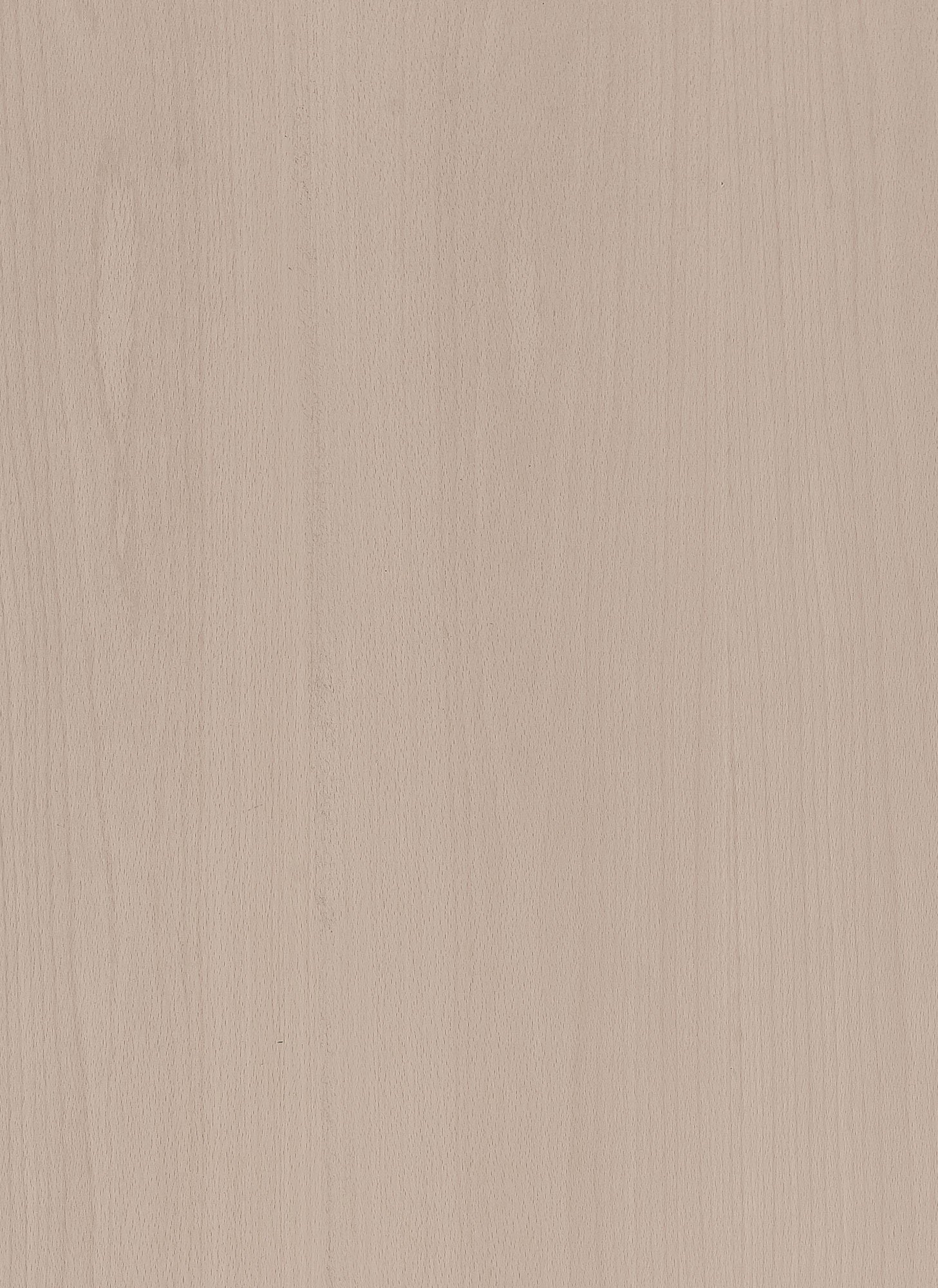 Beech. jpg